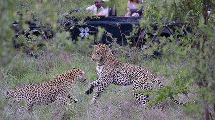 Les 5 meilleurs endroits pour observer le léopard lors d'un safari en Afrique