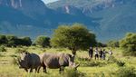 Marataba South Africa safari bush walk